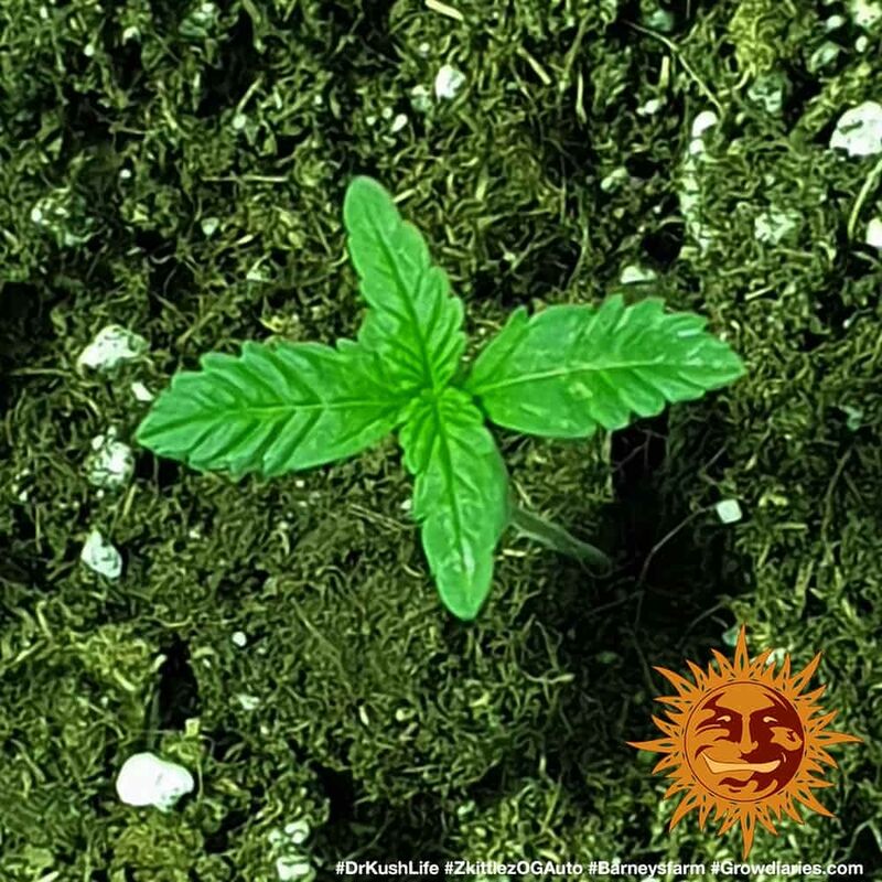 Zkittlez OG Аuto, Фасовка: 5, изображение 7